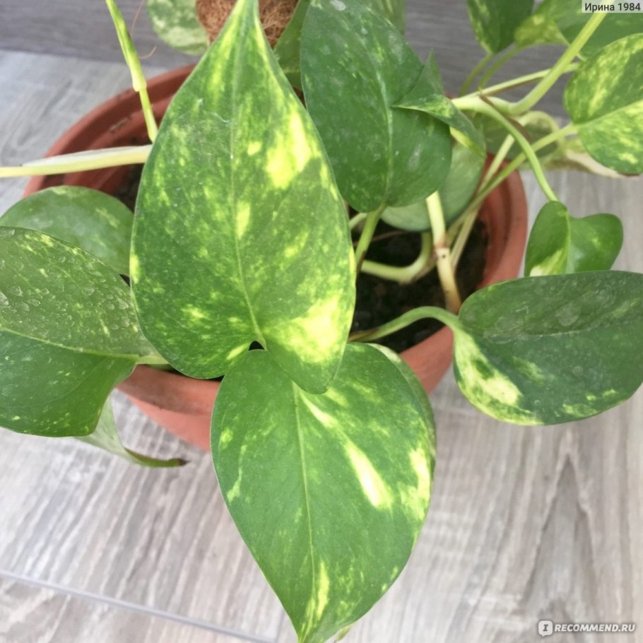 Эпипремнум Happy Leaf