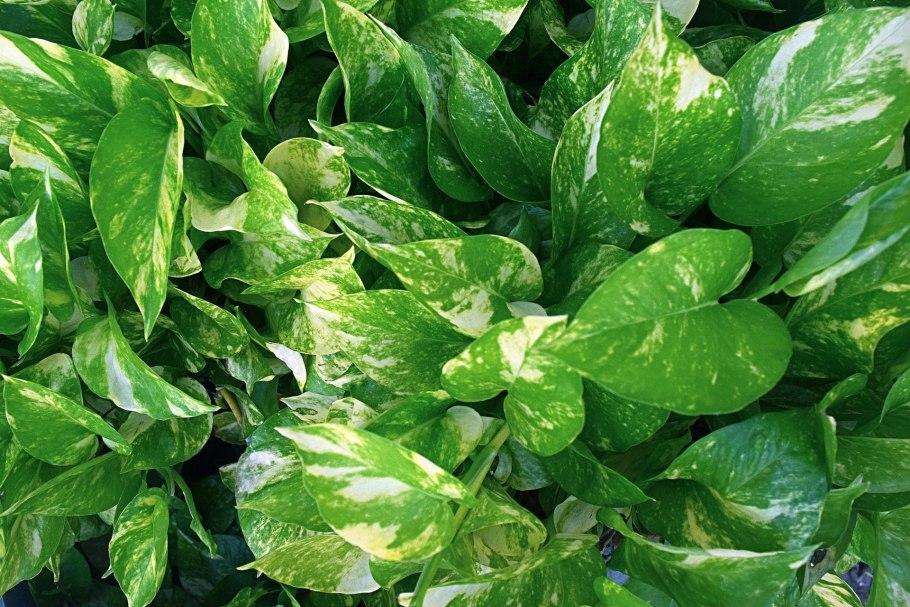 Сциндапсус в природе