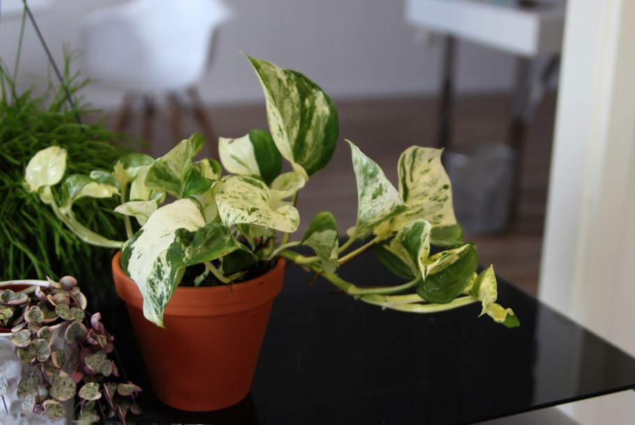 Потос в тени интерьер