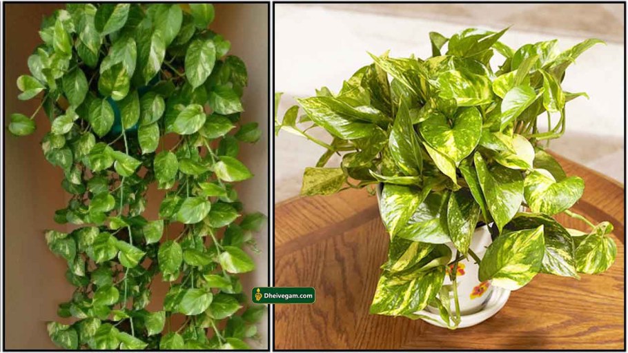 Сциндапсус Жаде сатин