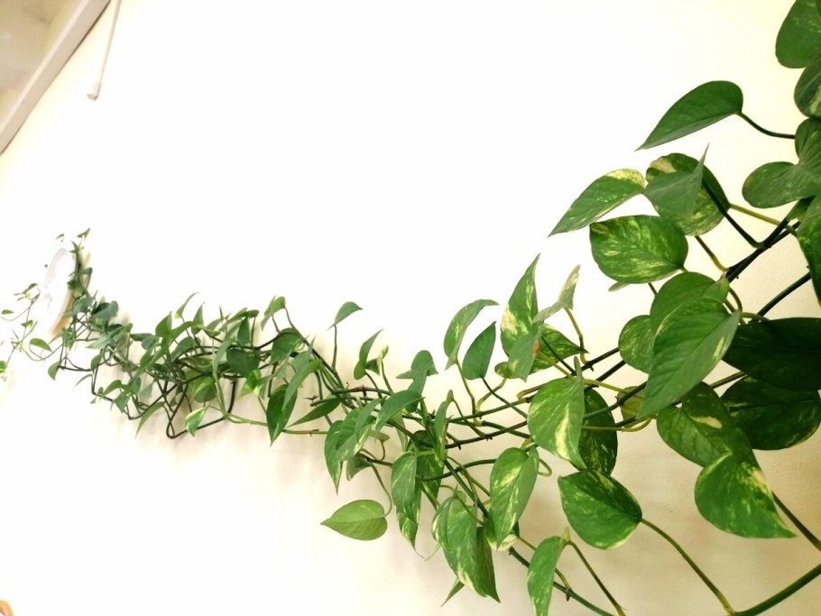 Лиана Эпипремнум