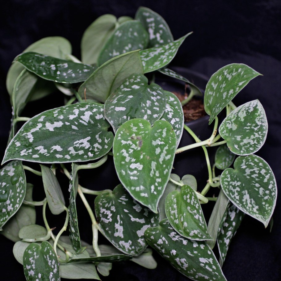 Сциндапсус Голден Квин