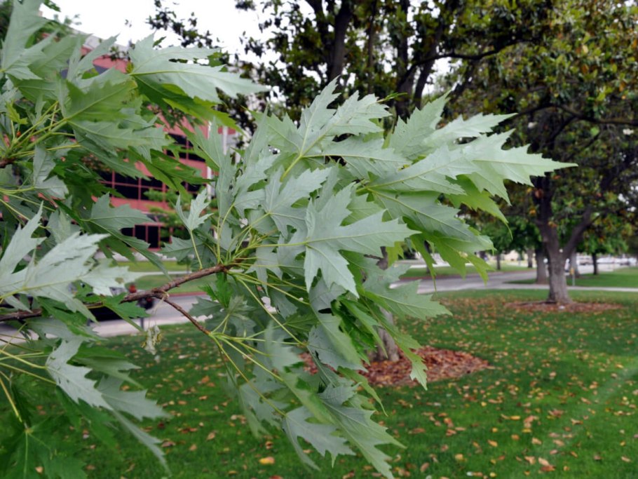 Alnus incana laciniata