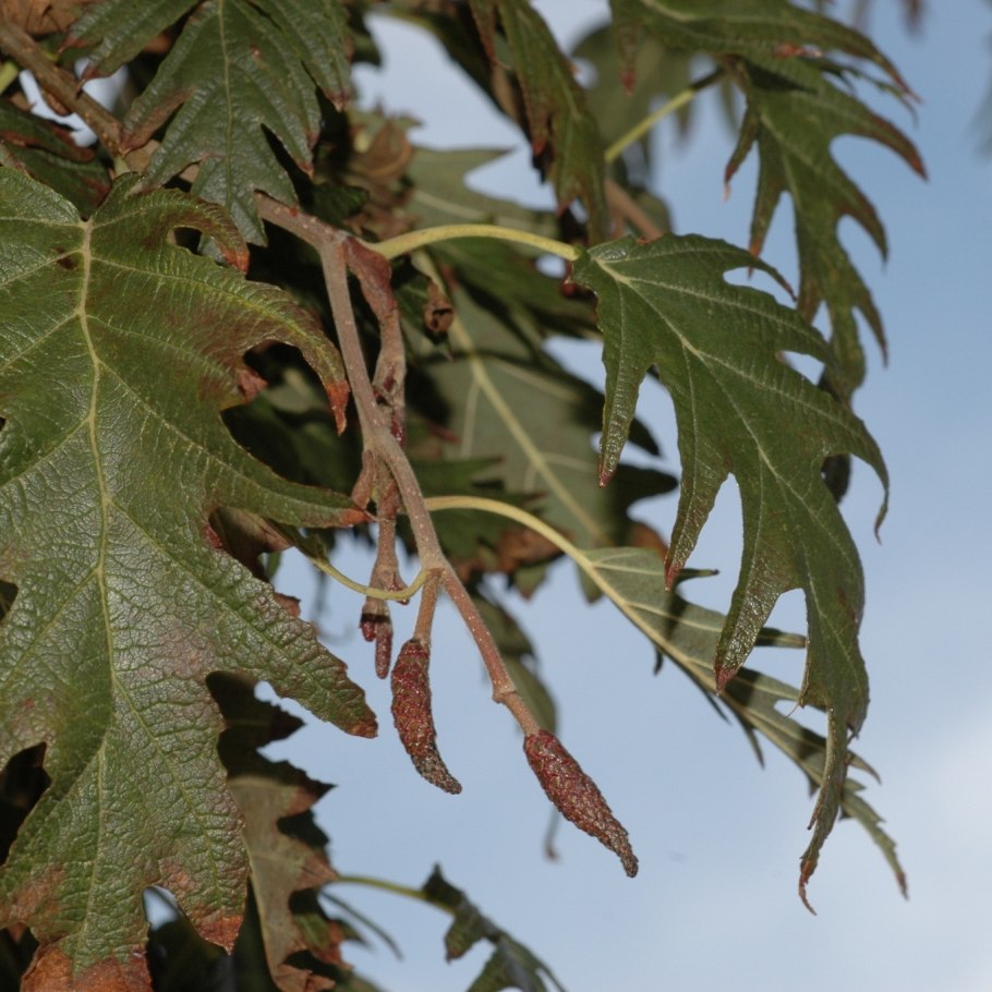 Rhus typhina dissecta
