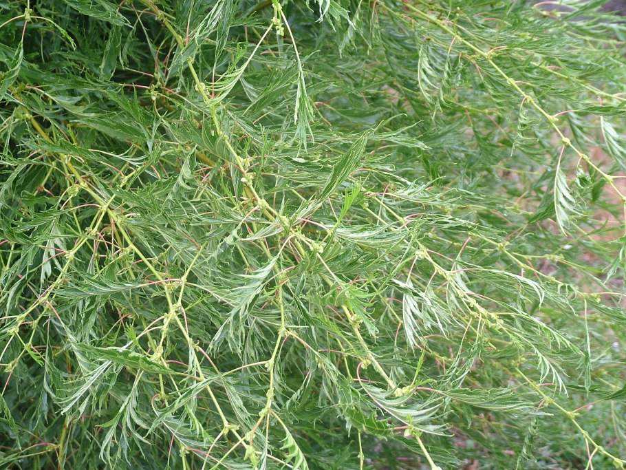 Ольха черная pyramidalis