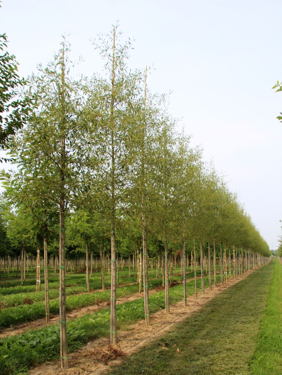 Alnus glutinosa (ольха чёрная) 'Imperialis'