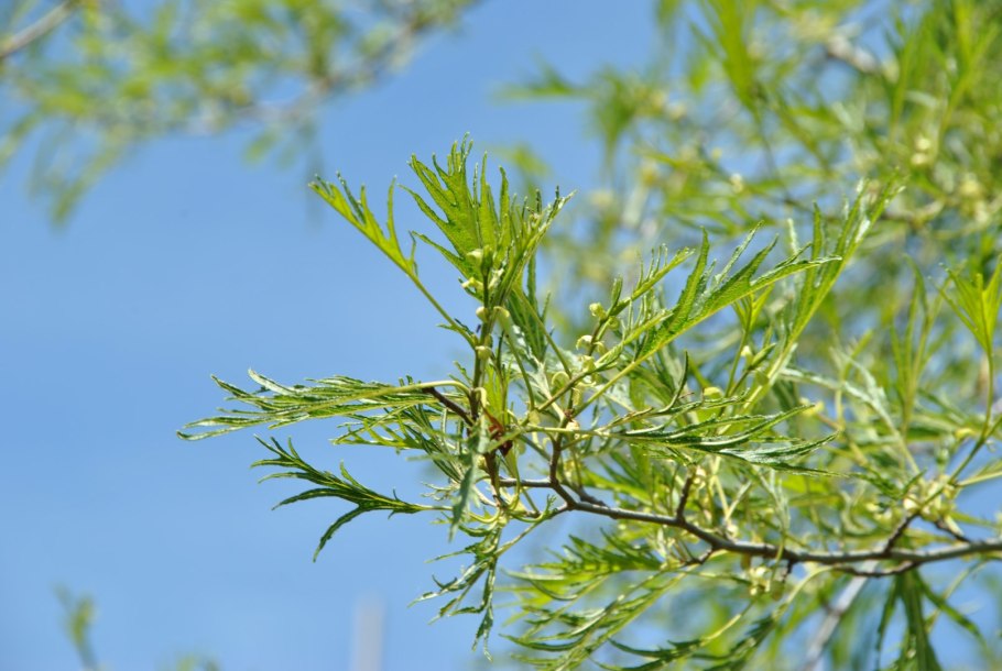 Alnus incana Aurea