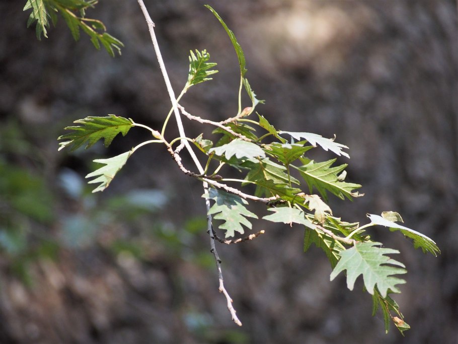 Alnus glutinosa pendula осенью