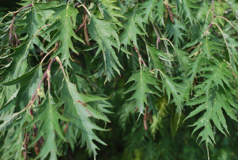 Ольха черная (Alnus glutinosa)