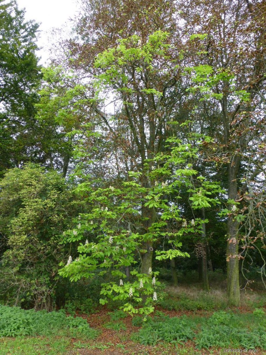 Катальпа бигнониевидная дерево