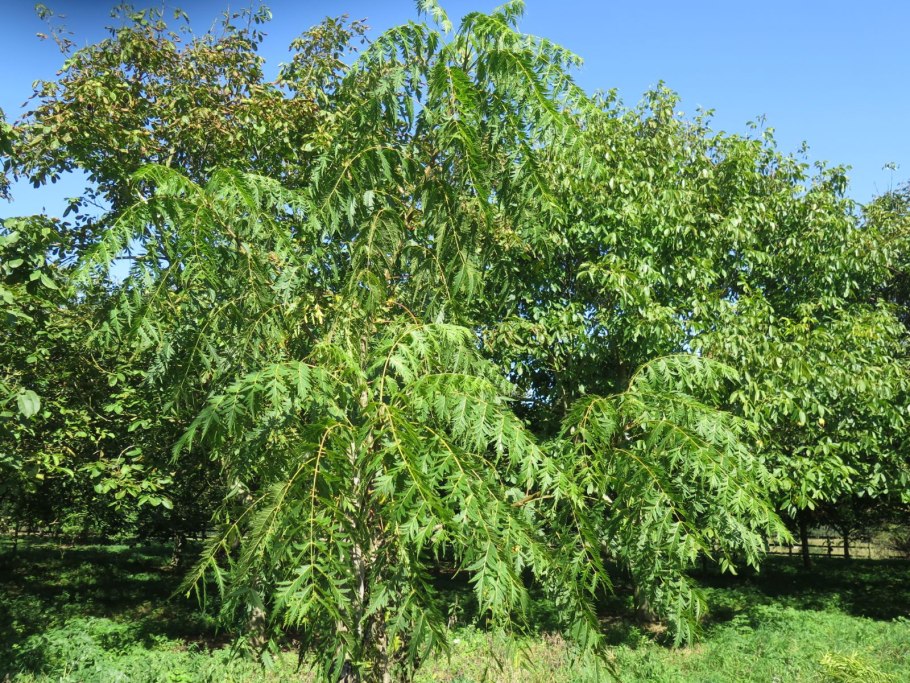 Alnus incana Aurea