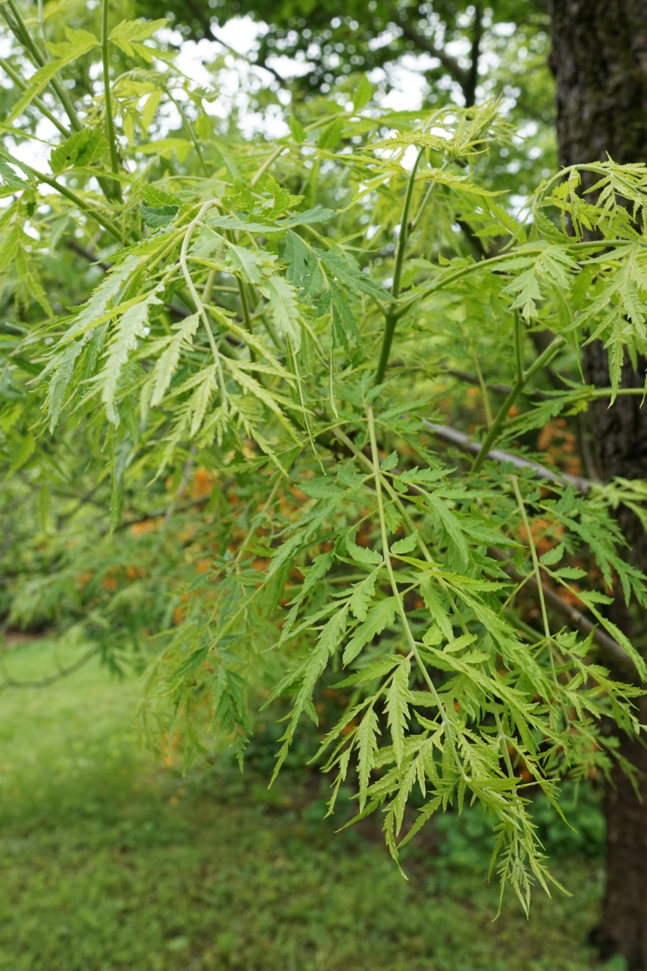 Alnus glutinosa 'Imperialis'