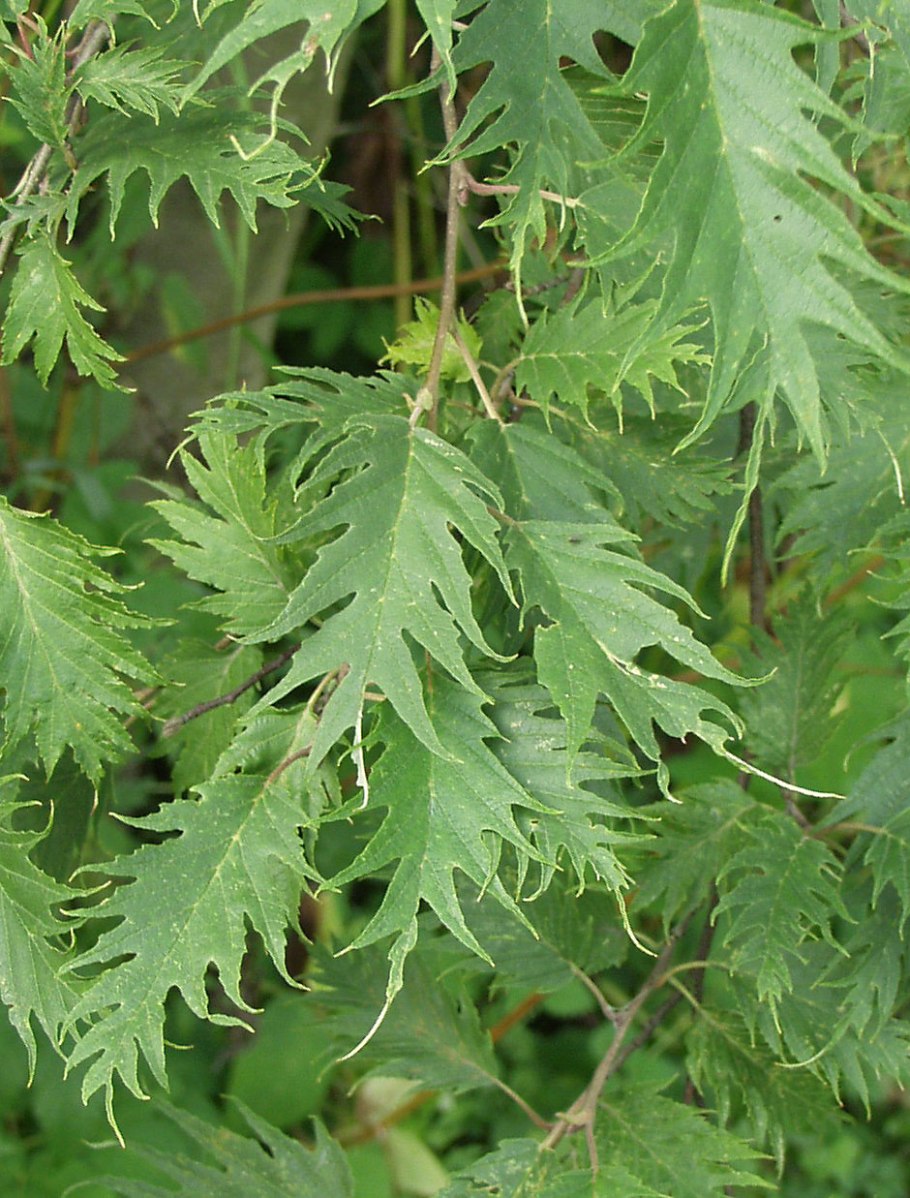 Ольха черная Лациниата