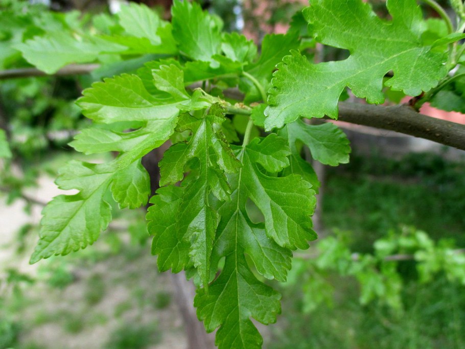 Ольха Шпета