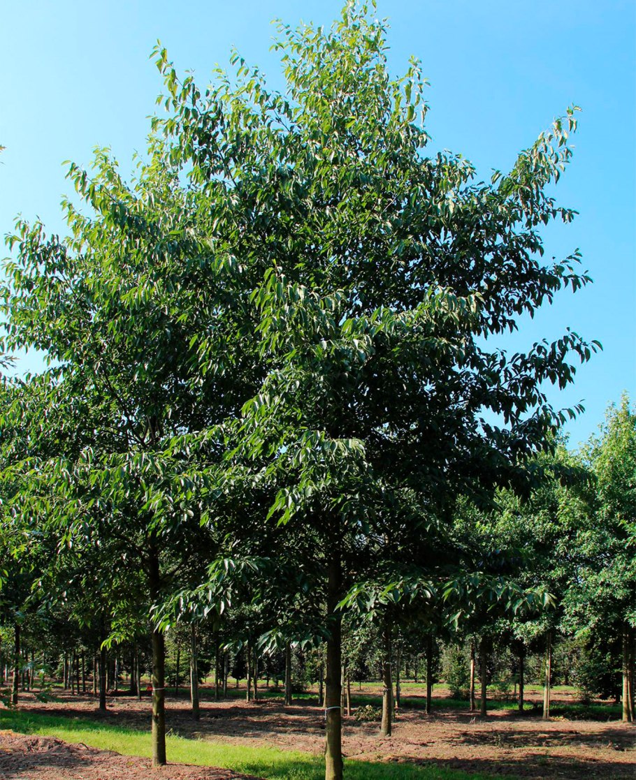 Ольха черная `Империалис` Alnus glutinosa `Imperialis`