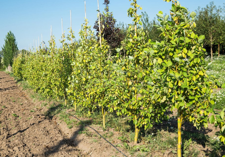 Каштан конский Лациниата