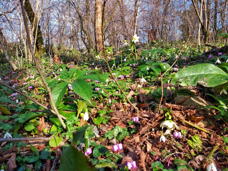 Морозник в лесу