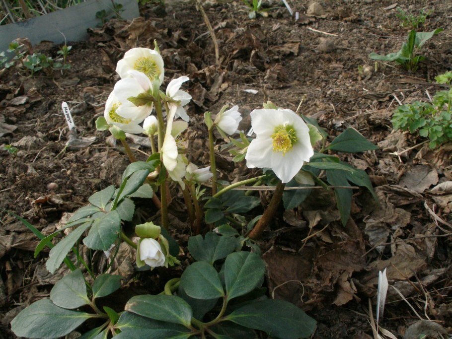 Морозник кавказский чай