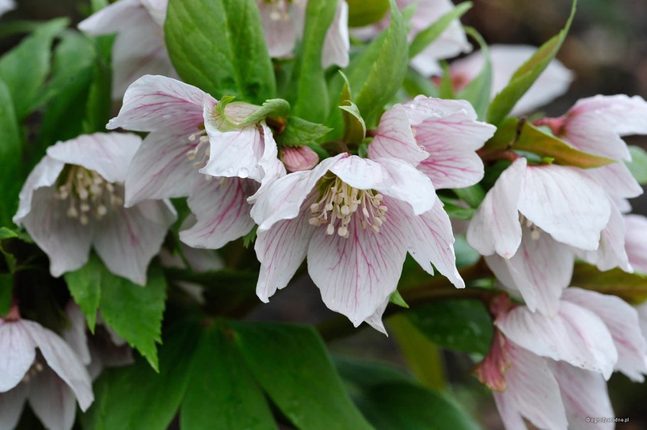 Helleborus thibetanus