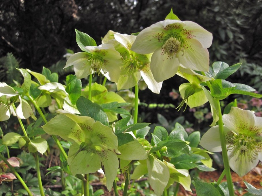 Морозник (Helleborus) кавказский