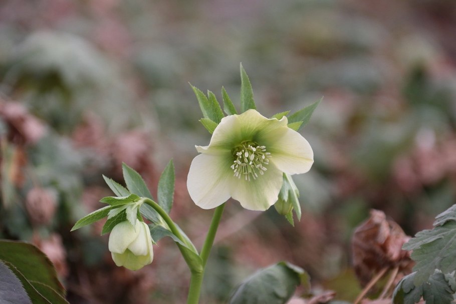 Морозник кавказский (Helleborus caucasicus)