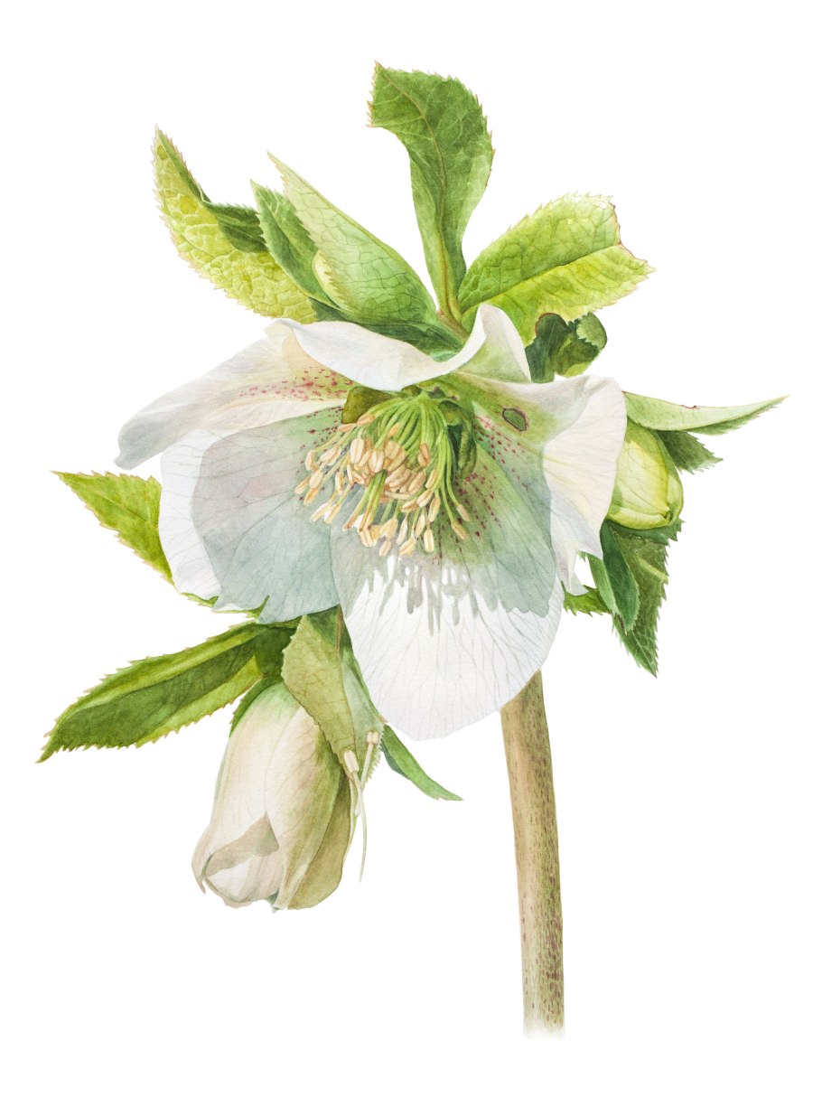 Морозник (Helleborus) Ботаническая иллюстрация