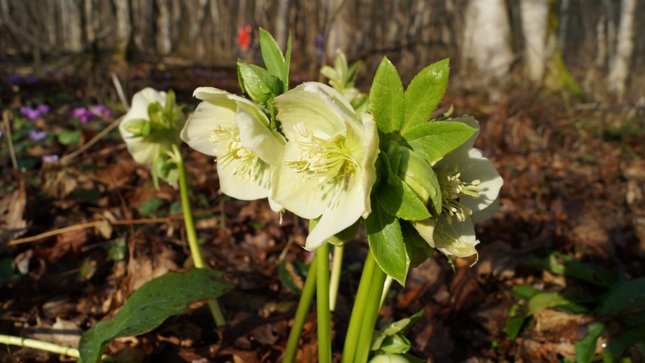 Морозник (Helleborus) кавказский