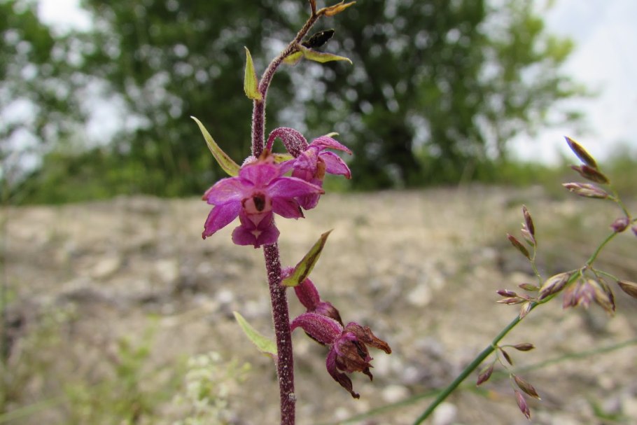 Дремлик зимовниковый – Epipactis helleborine