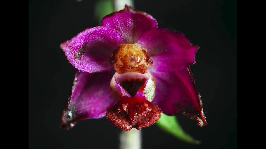 Дремлик темно-красный (Epipactis atrorubens)