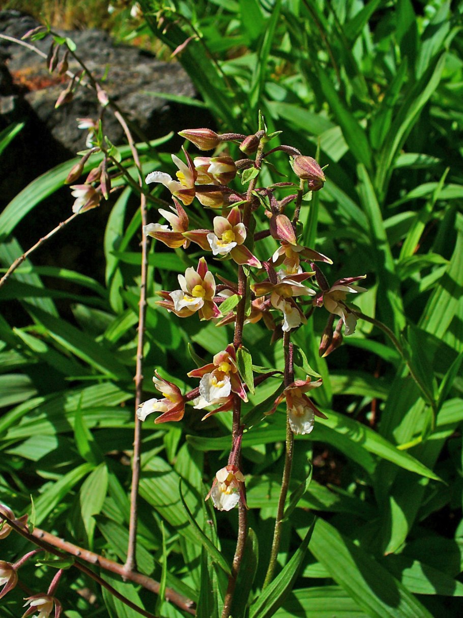 Дремлик темно-красный (Epipactis atrorubens)