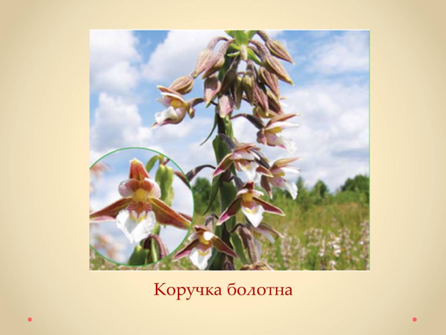 Дремлик сосочковый