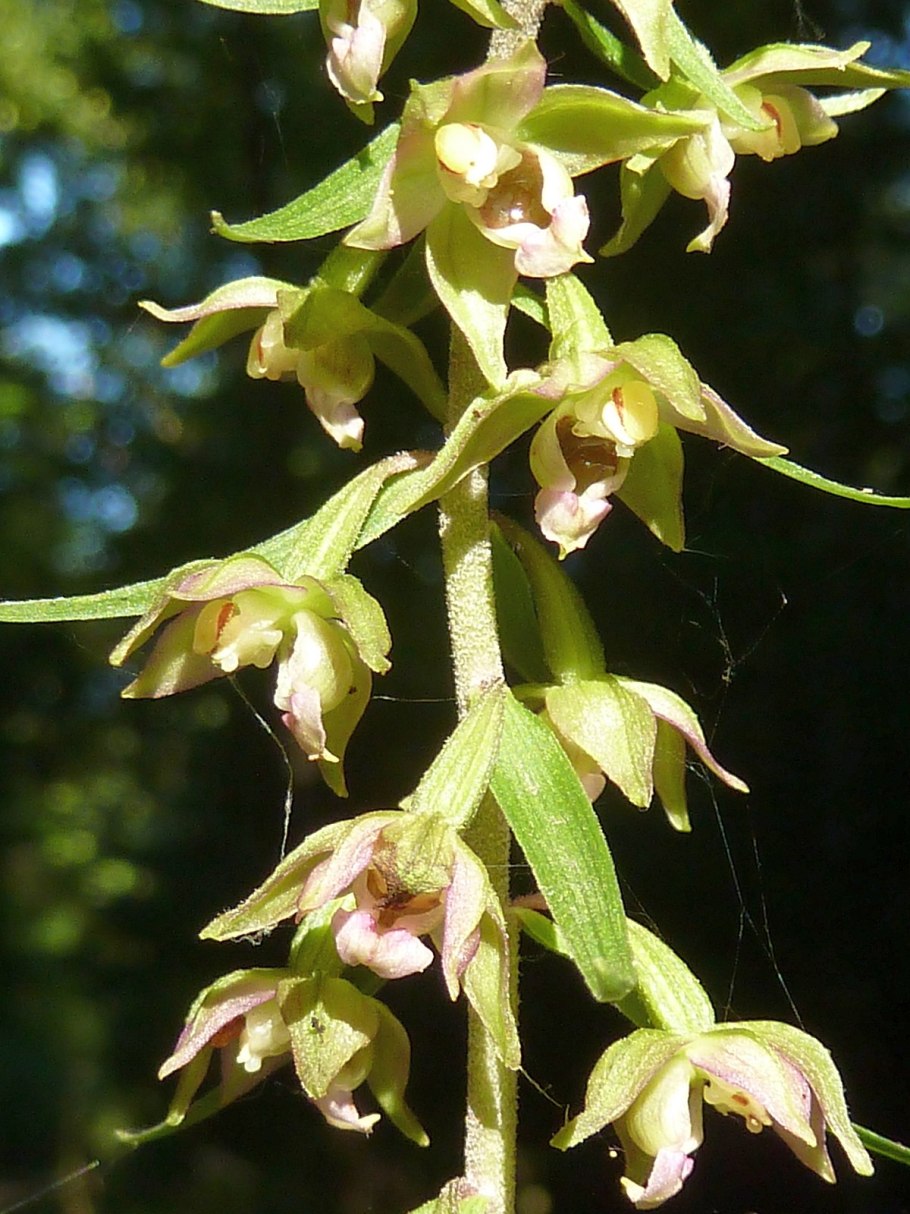 Epipactis prolifera показать описание