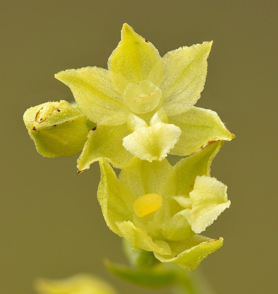 Дремлик зимовниковый – Epipactis helleborine