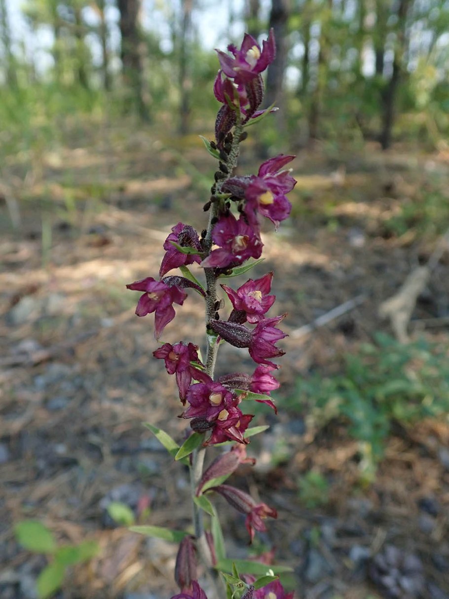 Дремлик зимовниковый – Epipactis helleborine
