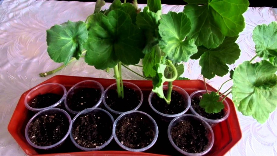 Королевская пеларгония черенки