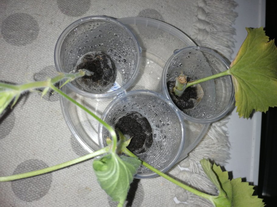 Пеларгония Королевская отводок