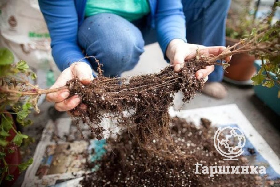 Пеларгония Росток