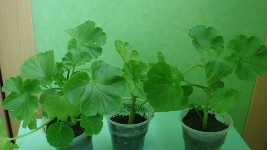 Размножение герани черенками в воде