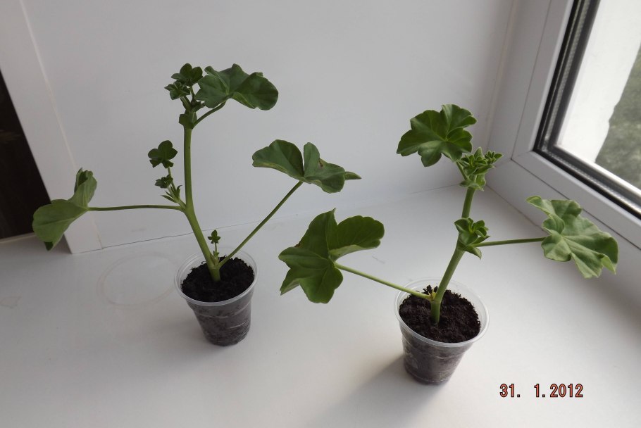 Черенки бальзамина