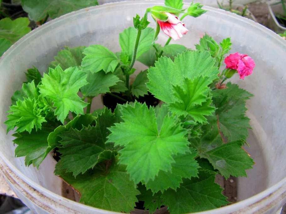 Герань листом размножается