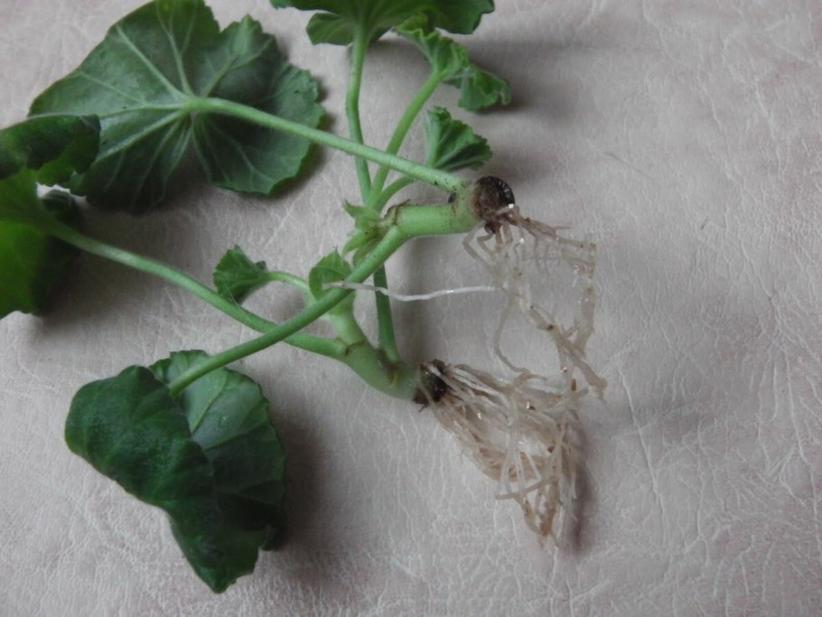 Герань размножение листом