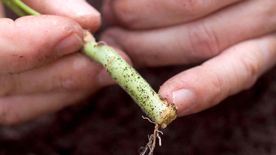 Рассады пеларгонии с корнями