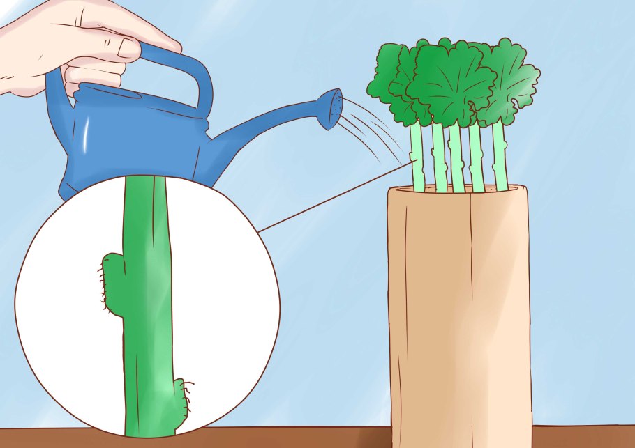 Черенкование фуксии ампельной