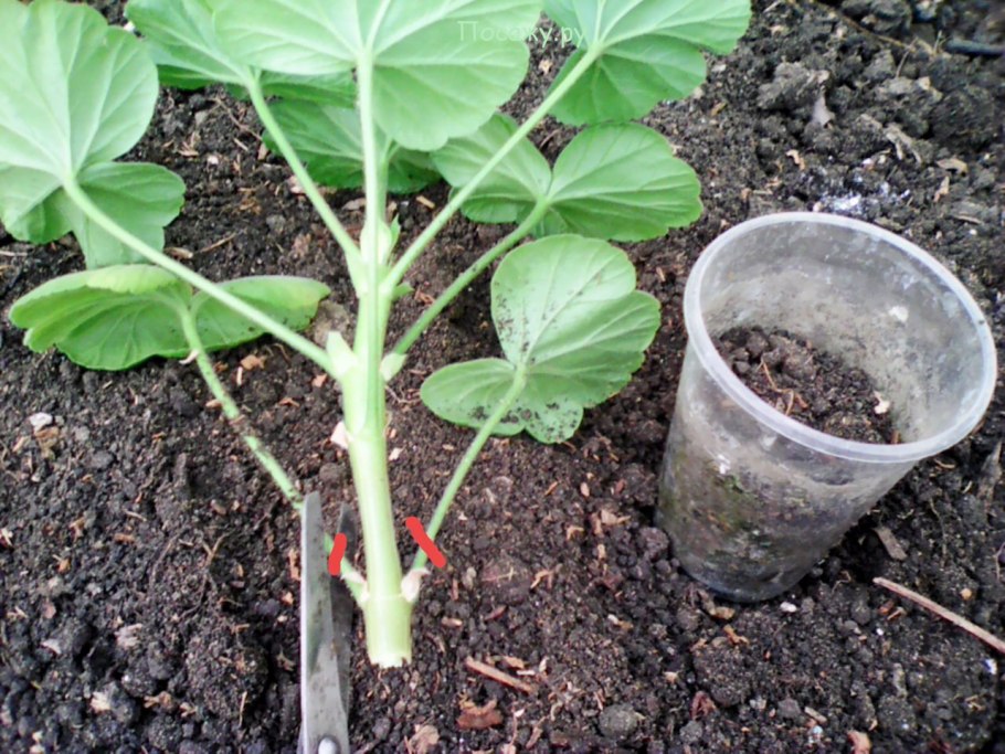 Черенкование герани