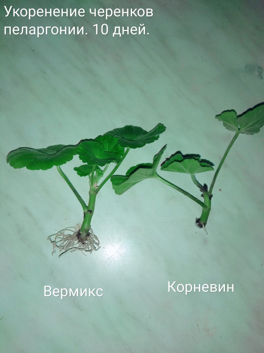Размножение герани стеблевыми черенками