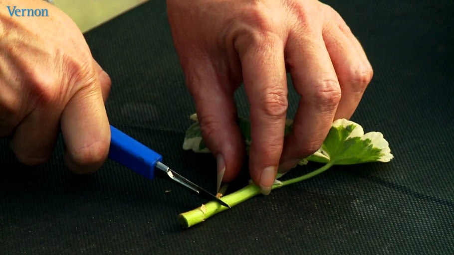 Черенок пеларгонии с корнями