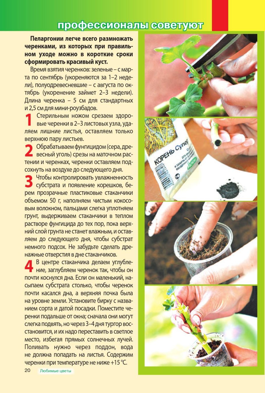 Клематис размножение отводками