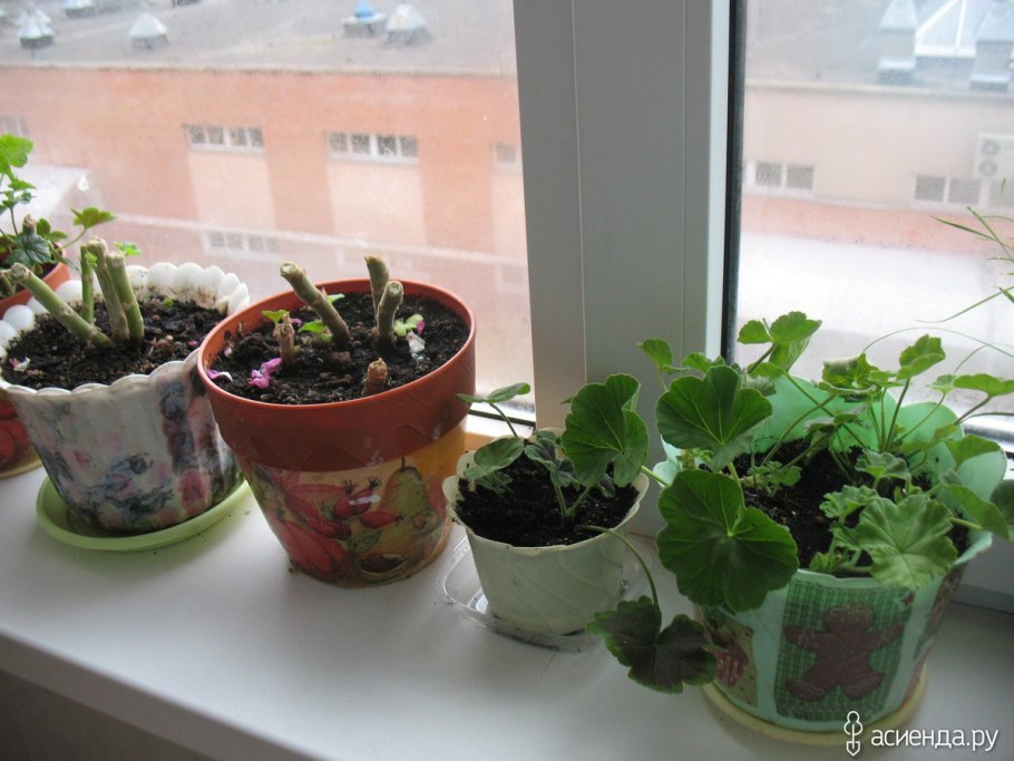 Черенки пеларгонии