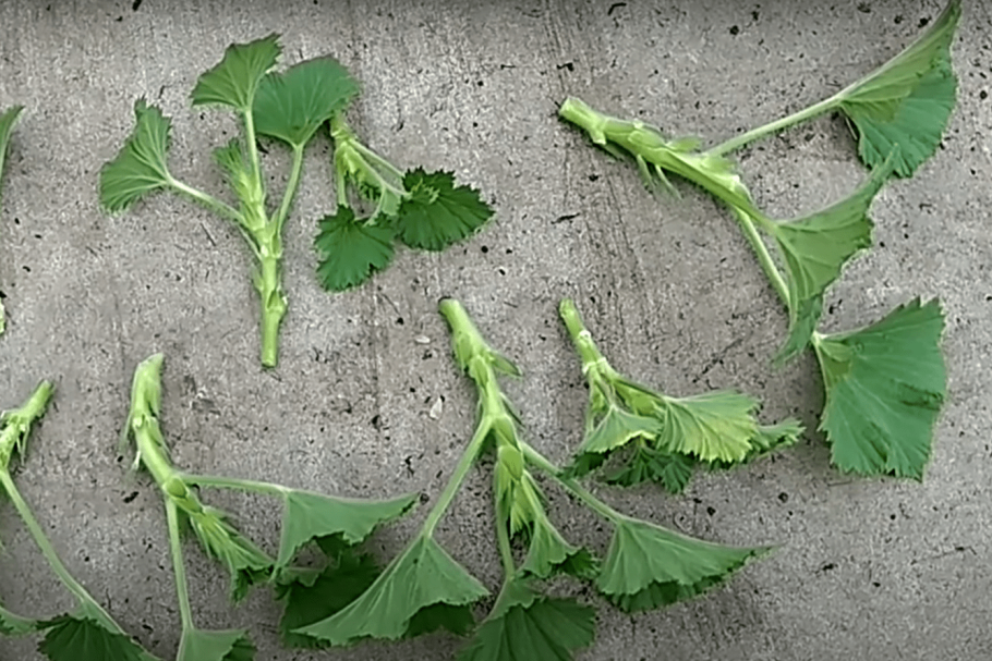 Черенки метельчатой гортензии