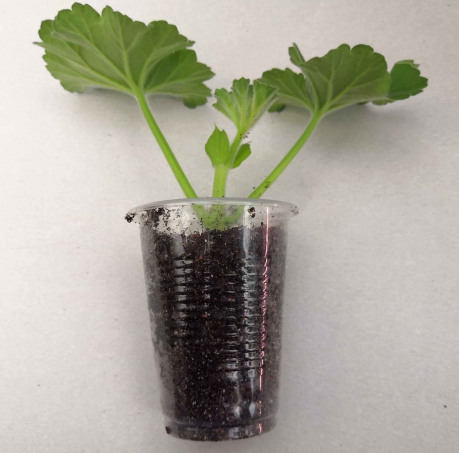 Черенок ампельной герани